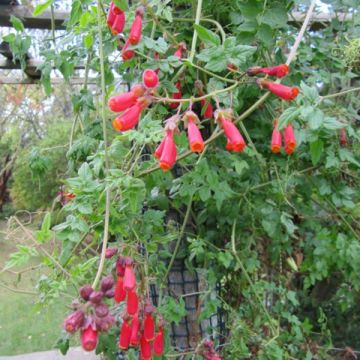 Eccremocarpus scaber em sementes