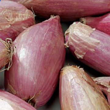 Echalion Zebrune - Cebola x Chalota