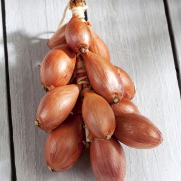 Chalota Griselle plantas jovens