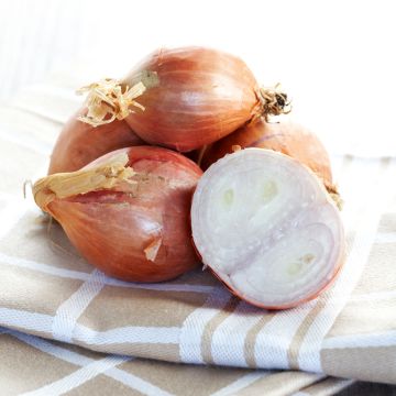 Chalota Mikor plantas jovens