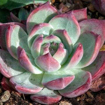 Echeveria Nina