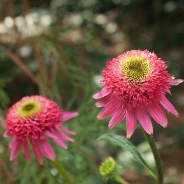 Echinacea Catharina