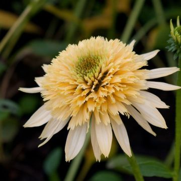 Echinacea Coupe Soleil