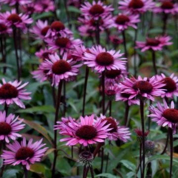 Echinacea Fatal Attraction
