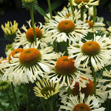 Echinacea Ferris Wheels