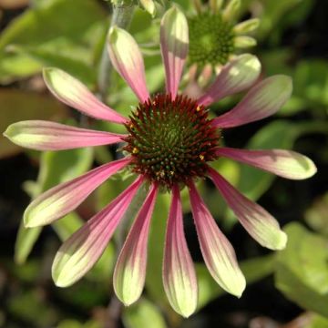 Echinacea Green Envy