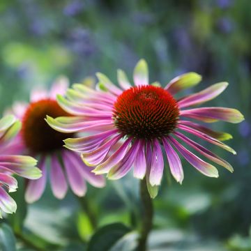 Echinacea Green Twister Echinacea Green Twister
