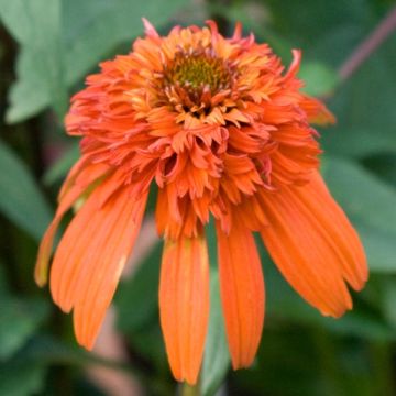 Echinacea Hot Papaya