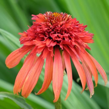 Echinacea Hot Papaya