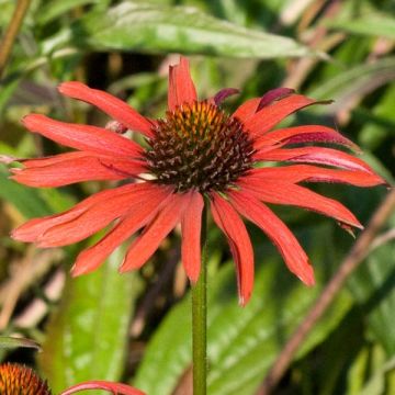 Echinacea Hot Summer