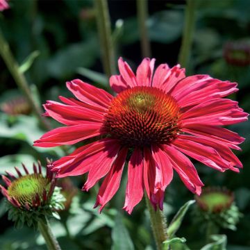 Echinacea Kismet Raspberry