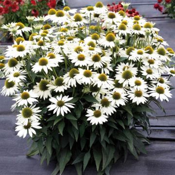 Echinacea Kismet Branco