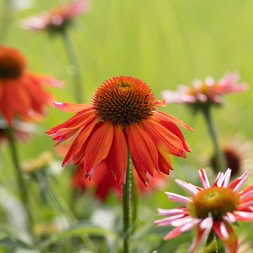 Echinacea Lakota Orange