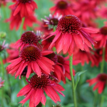 Echinacea Lakota Red