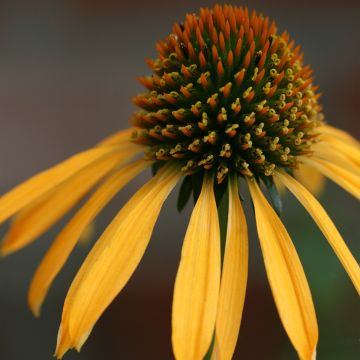 Echinacea Mango Meadowbrite