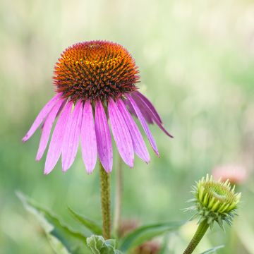 Echinacea Maxima