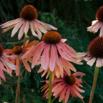 Echinacea Pacific Summer