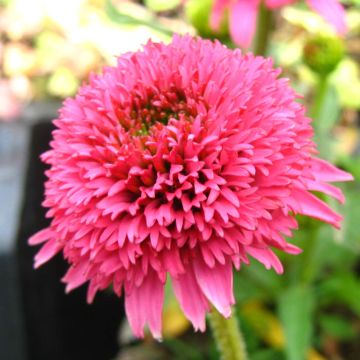 Echinacea Piccolino