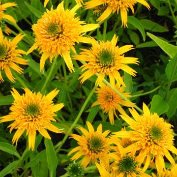 Echinacea Secret Glow