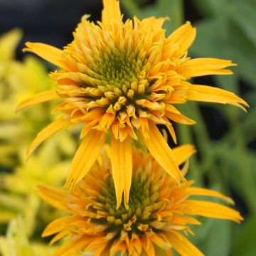 Echinacea Secret Glow
