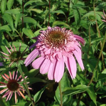 Echinacea Secret Romance