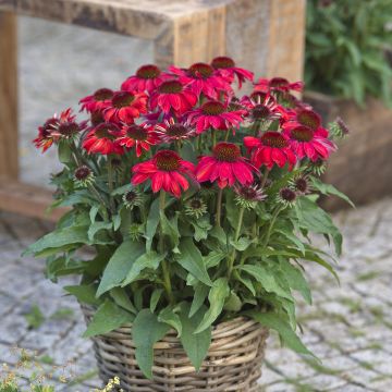 Echinacea Sun Magic Vintage Ruby
