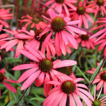 Echinacea SunSeekers Orange