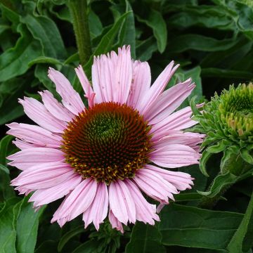 Echinacea SunSeekers Salmon