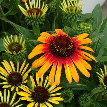 Echinacea Sunseekers Tequila Sunrise