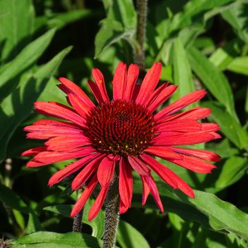 Echinacea SunSeekers Orange