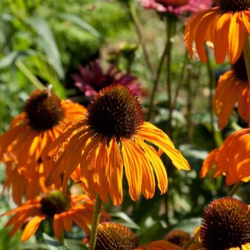 Echinacea Tangerine Dream