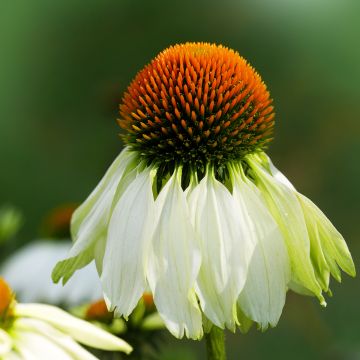 Echinacea alba em sementes