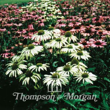 Echinacea purpurea Lustre Hybrids em sementes