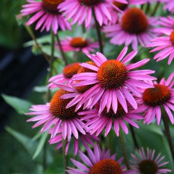 Echinacea purpurea Pica Bella Echinacea purpurea Pica Bella