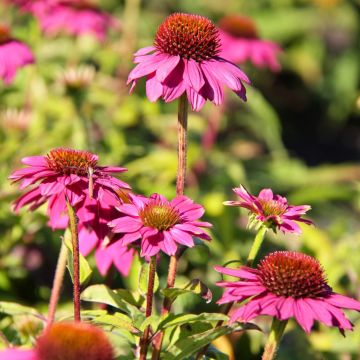 Echinacea Pow Wow Wild Berry