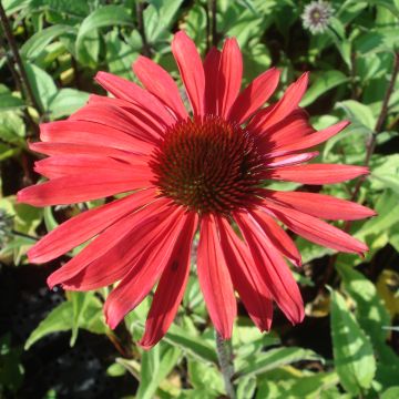 Echinacea purpurea Solar Flare