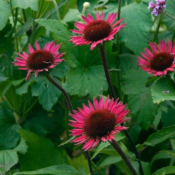 Echinacea purpurea Vintage Wine