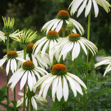 Echinacea purpurea White Swan biológico em sementes - Equinácea