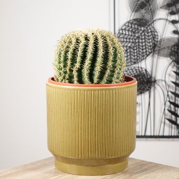 Echinocactus grusonii var. brevispinus