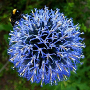 Cardo-azul Taplow Blue - Echinops bannaticus