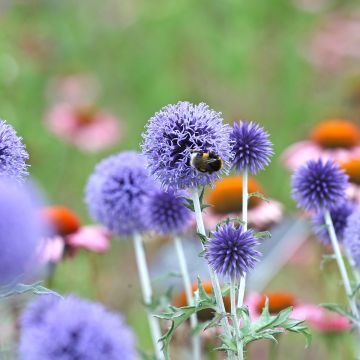 Echinops ritro Veitch's Blue