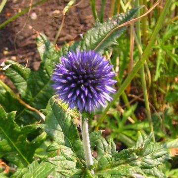 Cardo-azul - Echinops ritro