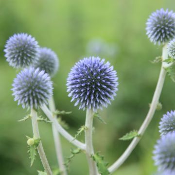 Echinops sphaerocephalus