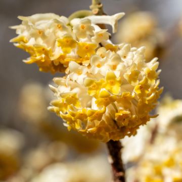 Edgeworthia chrysantha Grandiflora
