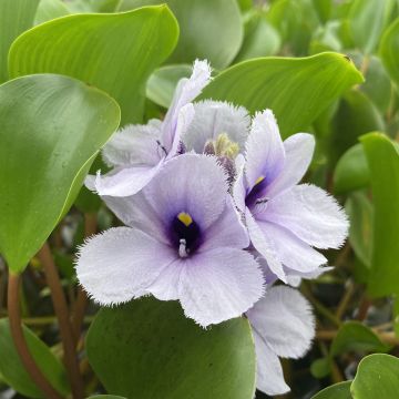 Eichhornia azurea