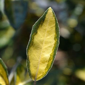 Elaeagnus ebbingei Limelight