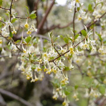 Goumi do Japão - Elaeagnus multiflora