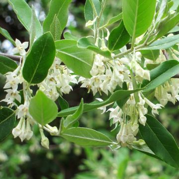 Groselha-dos-açores - Elaeagnus umbellata