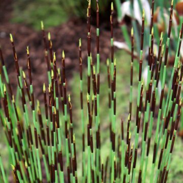 Elegia tectorum Fish Hoek Elegia tectorum Fish Hoek