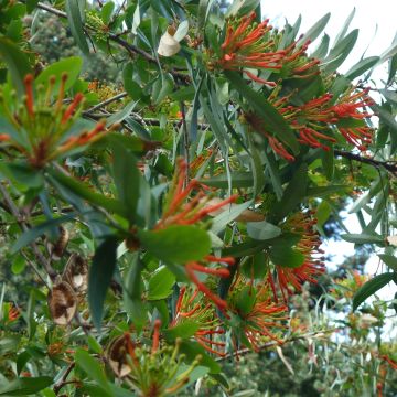 Embothrium coccineum